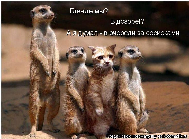 Котоматрица: А я думал - в очереди за сосисками В дозоре!?  Где-где мы?