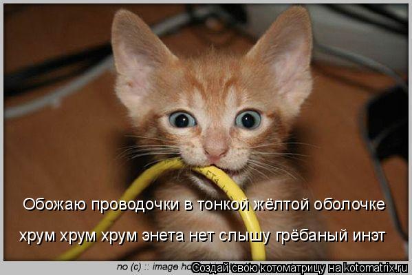 Котоматрица: Обожаю проводочки в тонкой жёлтой оболочке  хрум хрум хрум энета нет слышу грёбаный инэт