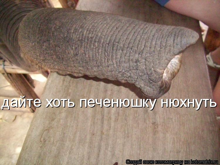 Котоматрица: дайте хоть печенюшку нюхнуть