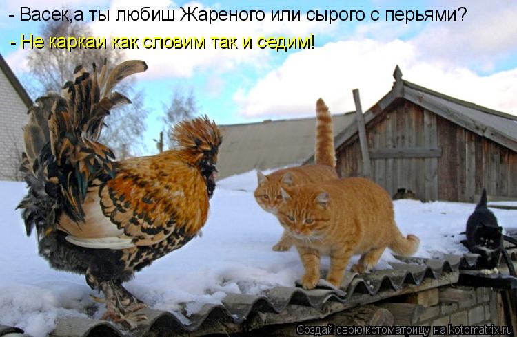 Котоматрица: - Васек,а ты любиш Жареного или сырого с перьями? - Не каркаи как словим так и седим!