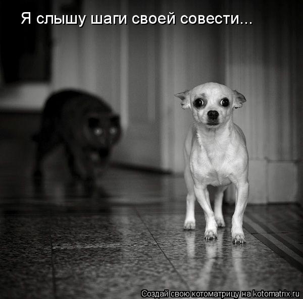 Котоматрица: Я слышу шаги своей совести...