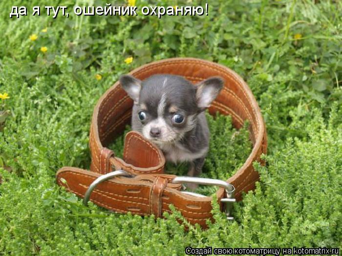Котоматрица: да я тут, ошейник охраняю!