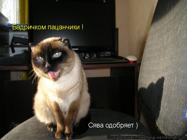 Котоматрица: Бадричком пацанчики !  Сява одобряет )