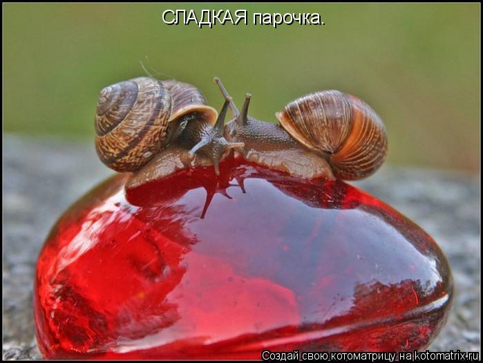 Котоматрица: СЛАДКАЯ парочка.
