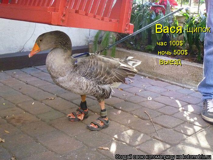 Котоматрица: Вася час 100$ ночь 500$ -щипок выезд