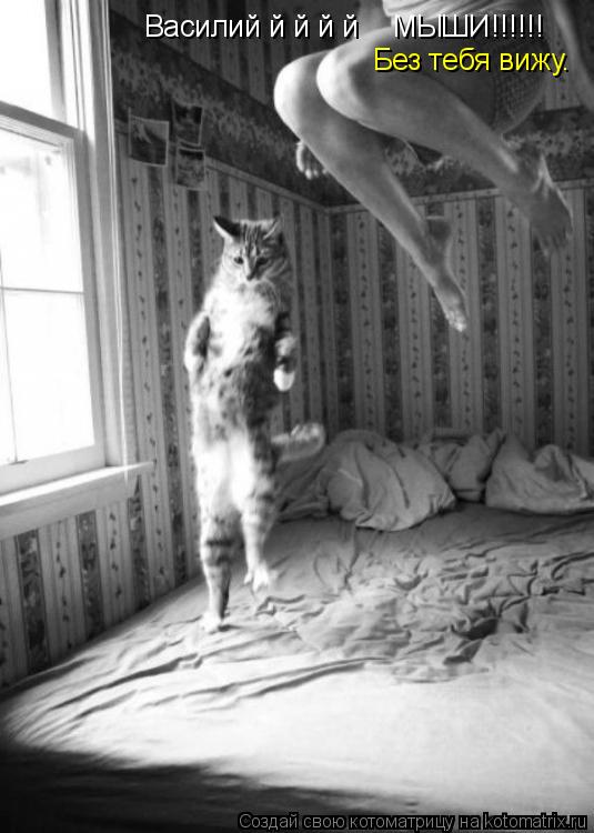 Котоматрица: Василий й й й й    МЫШИ!!!!!! Без тебя вижу.