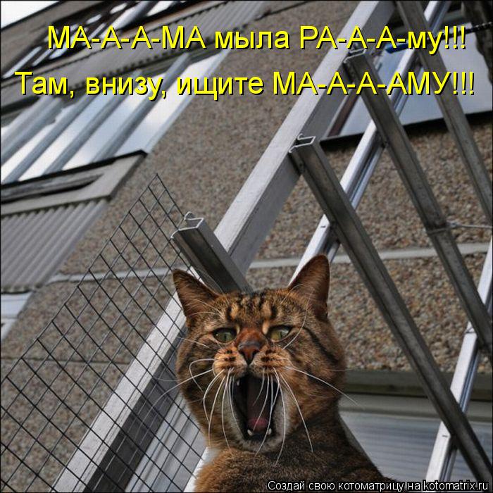 МА-А-А-МА мыла РА-А-А-му!!! Там, внизу, ищите МА-А-А-АМУ!!!... Котоматрица: МА-А-А-МА мыла РА-А-А-му!!! Там, внизу, ищите МА-А-А-АМУ!!!