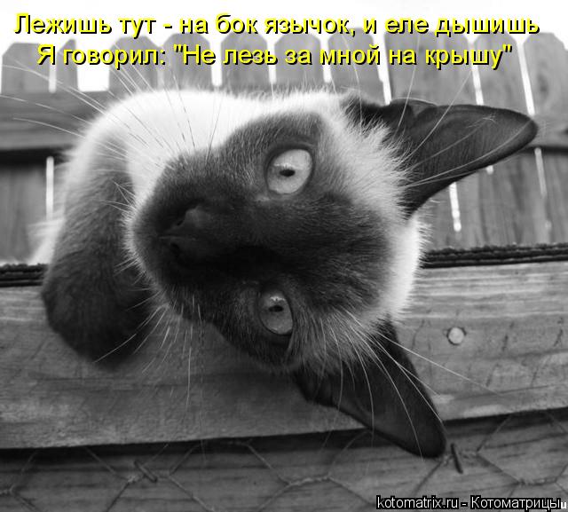 Котоматрица: Лежишь тут - на бок язычок, и еле дышишь Я говорил: "Не лезь за мной на крышу"