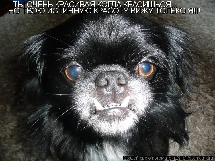 Котоматрица: ТЫ ОЧЕНЬ КРАСИВАЯ КОГДА КРАСИШЬСЯ... НО ТВОЮ ИСТИННУЮ КРАСОТУ ВИЖУ ТОЛЬКО Я!!!