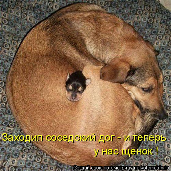 Котоматрица: Заходил соседский дог - и теперь  у нас щенок !