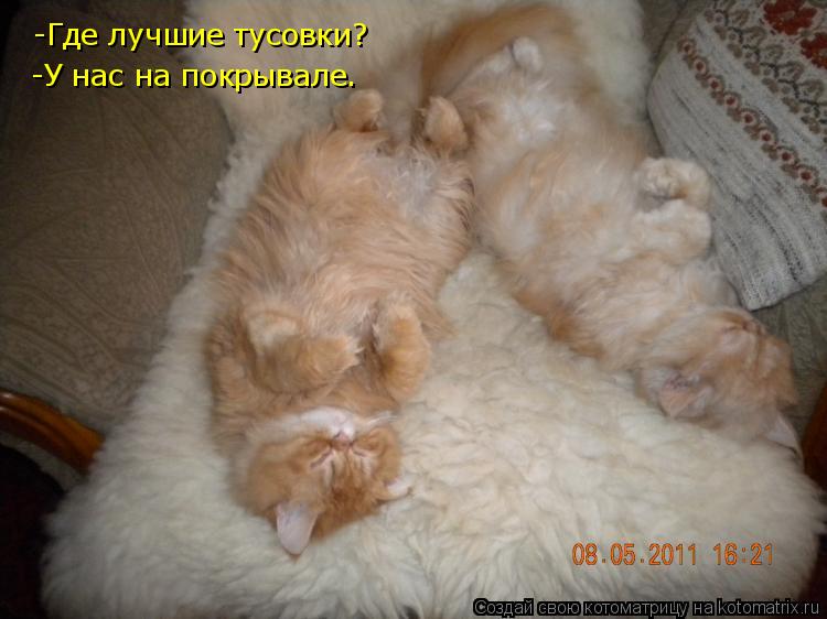 Котоматрица: -Где лучшие тусовки?       -У нас на покрывале.    -У нас на покрывале.