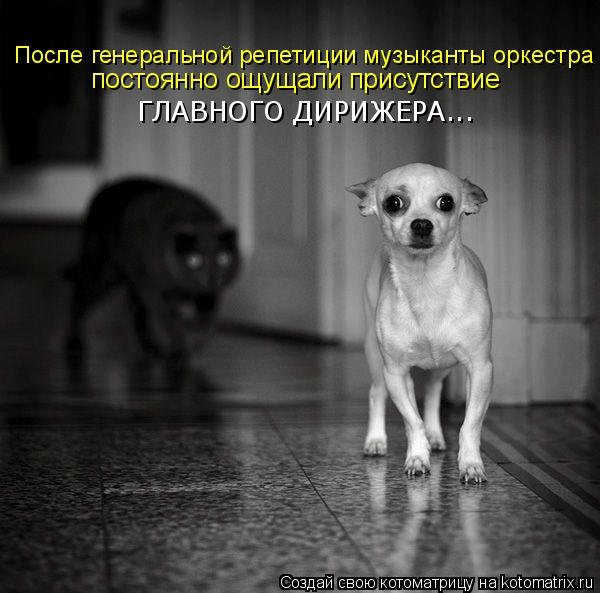 Котоматрица: После генеральной репетиции музыканты оркестра постоянно ощущали присутствие  ГЛАВНОГО ДИРИЖЕРА...
