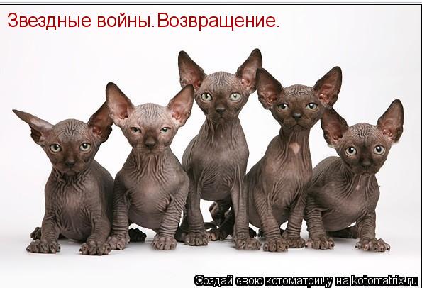 Котоматрица: Звездные войны.Возвращение.