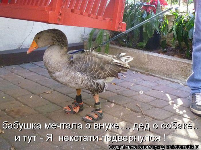 Котоматрица: бабушка мечтала о внуке.... дед о собаке... и тут - Я  некстати подвернулся !