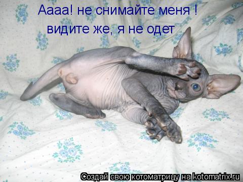 Котоматрица: Аааа! не снимайте меня ! видите же, я не одет