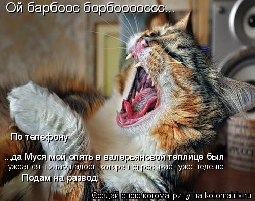 Котоматрица: Ой барбоос борбооооссс... ...да Муся мой опять в валерьяновой теплице был Подам на развод По телефону ужрался в хлам надоел котяра непросыхае