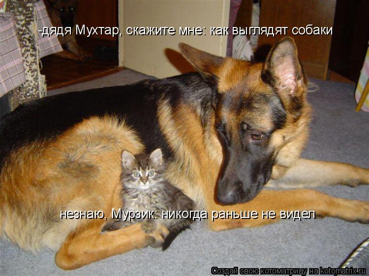 Котоматрица: -дядя Мухтар, скажите мне: как выглядят собаки незнаю, Мурзик: никогда раньше не видел