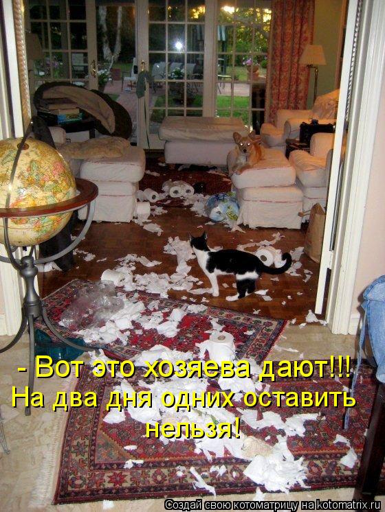Котоматрица: - Вот это хозяева дают!!! На два дня одних оставить нельзя!