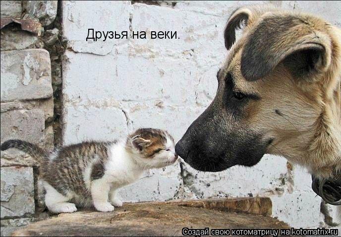 Котоматрица: Друзья на веки.