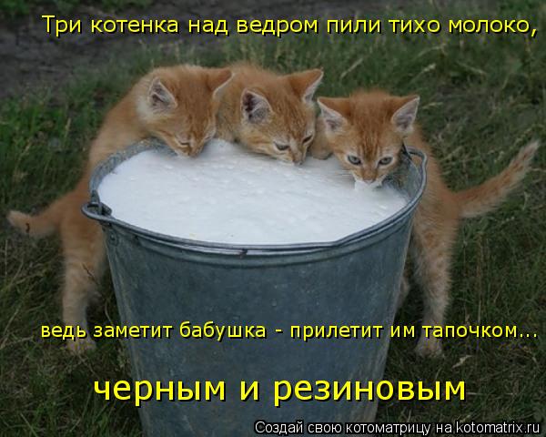 Котоматрица: Три котенка над ведром пили тихо молоко,  ведь заметит бабушка - прилетит им тапочком...  черным и резиновым