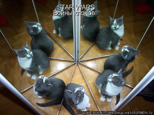 Котоматрица: STAR WARS Войны клонов!