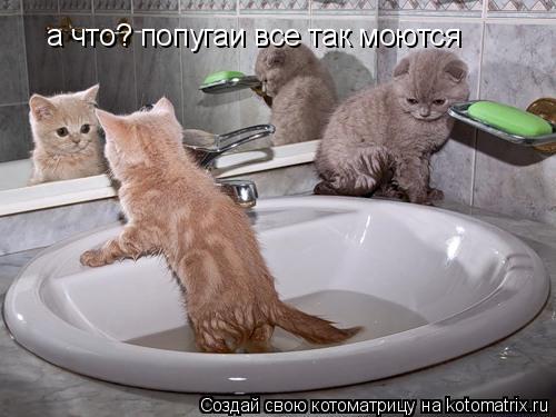 Котоматрица: а что? попугаи все так моются