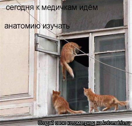 Котоматрица: сегодня к медичкам идём анатомию изучать