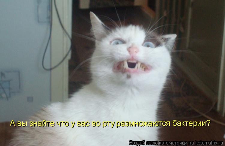 Котоматрица: А вы знайте что у вас во рту размножаются бактерии?