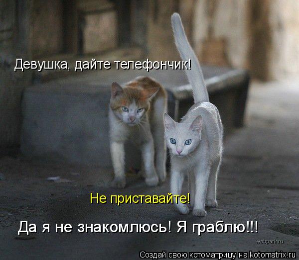 Котоматрица: Девушка, дайте телефончик! Не приставайте! Да я не знакомлюсь! Я граблю!!!