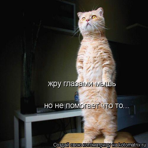 Котоматрица: жру глазами мышь но не помогает что то...