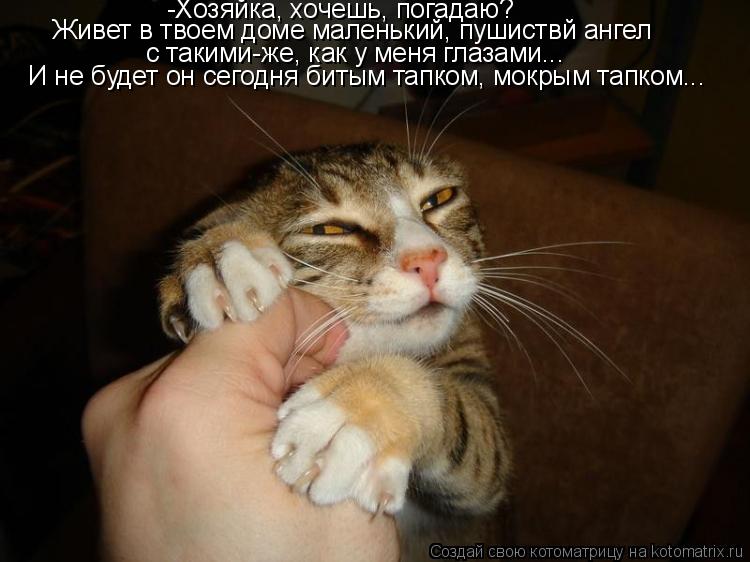 Котоматрица: -Хозяйка, хочешь, погадаю? Живет в твоем доме маленький, пушиствй ангел с такими-же, как у меня глазами... И не будет он сегодня битым тапком, м