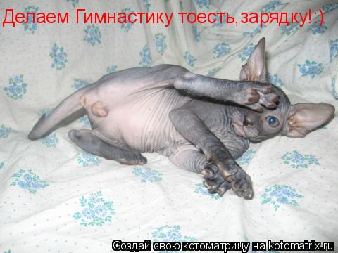 Котоматрица: Делаем Гимнастику тоесть,зарядку!:)