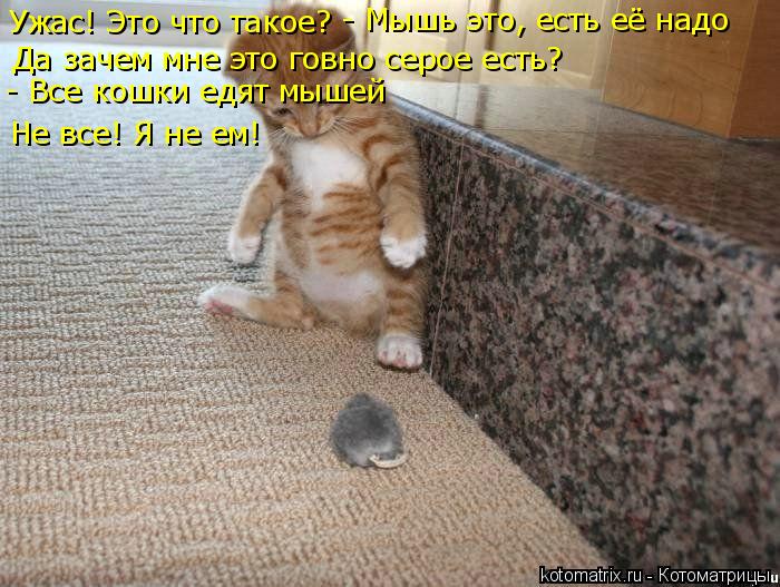 Котоматрица: Ужас! Это что такое? - Мышь это, есть её надо Да зачем мне это говно серое есть? - Все кошки едят мышей Не все! Я не ем!