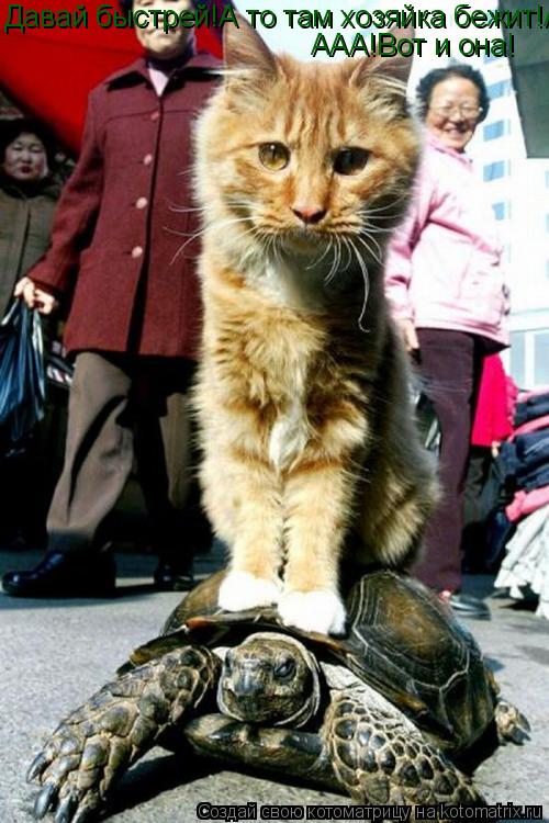 Котоматрица: Давай быстрей!А то там хозяйка бежит!ААА!Вот и она! ААА!Вот и она!