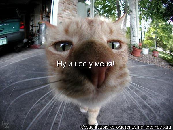 Котоматрица: Ну и нос у меня!