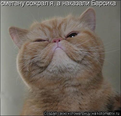 Котоматрица: сметану сожрал я, а наказали Барсика