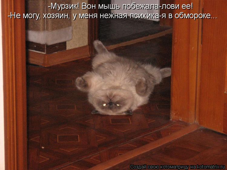 Котоматрица: -Мурзик! Вон мышь побежала-лови ее! -Не могу, хозяин, у меня нежная психика-я в обмороке...