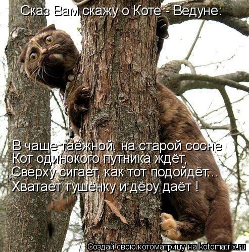 Сказ Вам скажу о Коте - Ведуне: В чаще таёжной, на старой сосне Кот одинокого путника ждёт, Сверху си... Котоматрица: Сказ Вам скажу о Коте - Ведуне: В чаще таёжной, на старой сосне Кот одинокого путника ждёт, Сверху сигает, как тот подойдёт... Хватает тушёнку