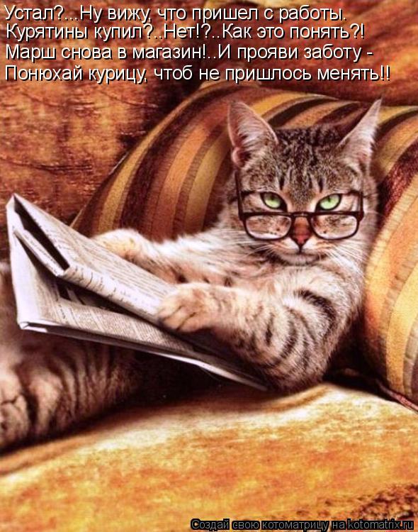 Устал?...Ну вижу, что пришел с работы. Курятины купил?..Нет!?..Как это понять?! Марш снова в магазин!... Котоматрица: Устал?...Ну вижу, что пришел с работы. Курятины купил?..Нет!?..Как это понять?! Марш снова в магазин!..И прояви заботу - Понюхай курицу, чтоб не при