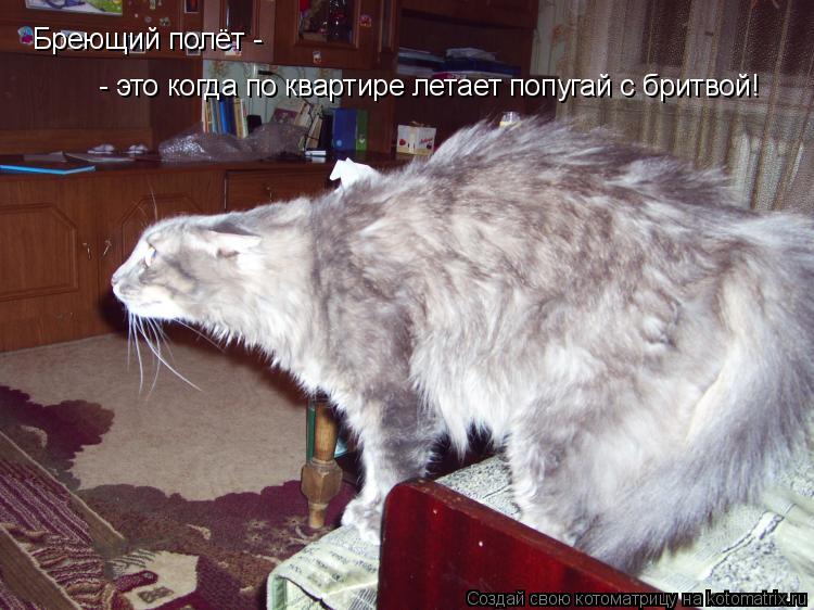 Котоматрица: Бреющий полёт -  - это когда по квартире летает попугай с бритвой!