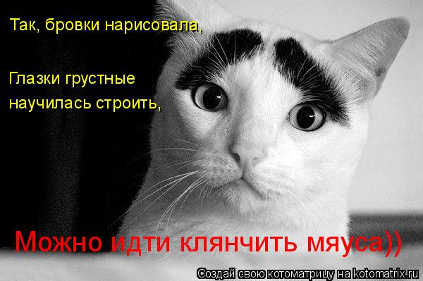 Котоматрица: Так, бровки нарисовала, Глазки грустные  научилась строить, Можно идти клянчить мяуса))