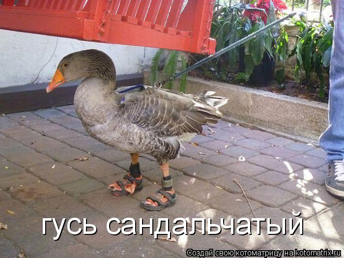 Котоматрица: гусь сандальчатый