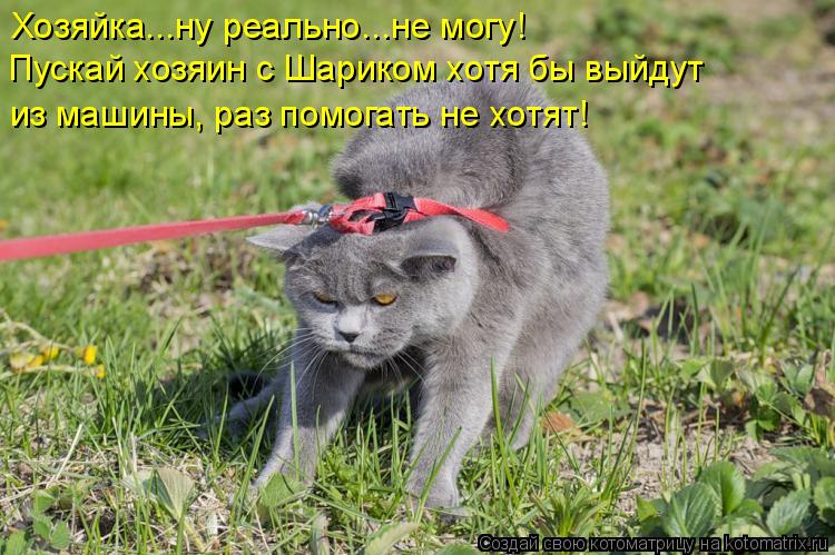 Хозяйка...ну реально...не могу! Пускай хозяин с Шариком хотя бы выйдут из машины, раз помогать не хо... Котоматрица: Хозяйка...ну реально...не могу! Пускай хозяин с Шариком хотя бы выйдут из машины, раз помогать не хотят!
