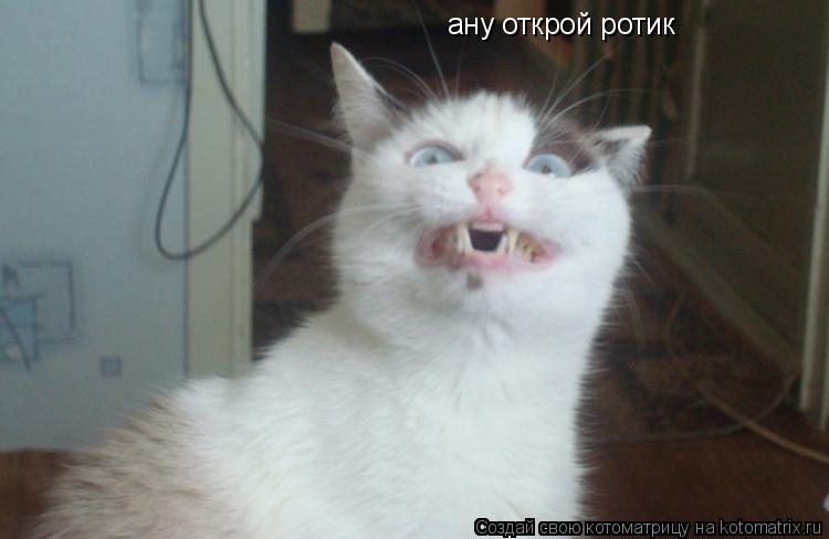 Котоматрица: ану открой ротик