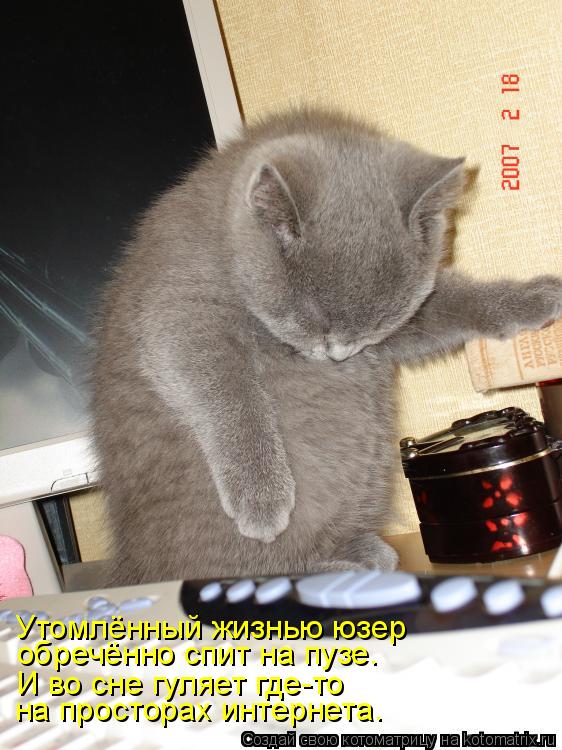 Котоматрица: на просторах интернета. И во сне гуляет где-то  обречённо спит на пузе. Утомлённый жизнью юзер