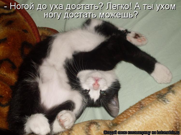 Котоматрица: - Ногой до уха достать? Легко! А ты ухом ногу достать можешь?