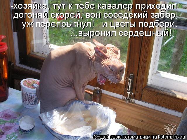 -хозяйка, тут к тебе кавалер приходил. догоняй скорей, вон соседский забор уж перепрыгнул! и цветы ... Котоматрица: -хозяйка, тут к тебе кавалер приходил. догоняй скорей, вон соседский забор уж перепрыгнул! и цветы подбери. ...выронил сердешный!