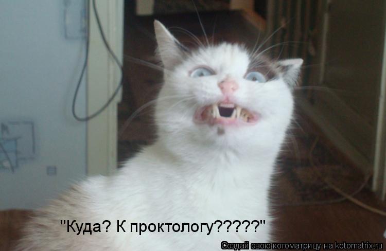 Котоматрица: "Куда? К проктологу?????"