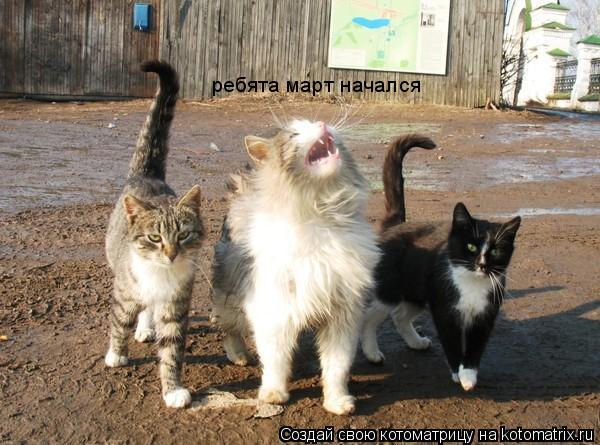 Котоматрица: ребята март начался