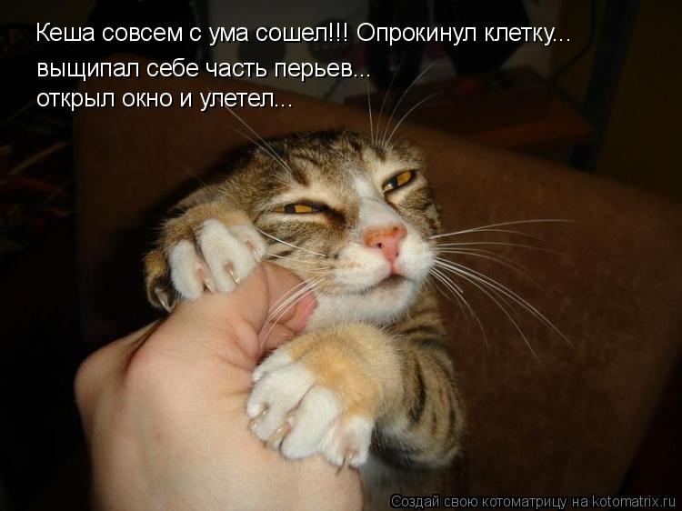 Котоматрица: Кеша совсем с ума сошел!!! Опрокинул клетку...  выщипал себе часть перьев...  открыл окно и улетел...